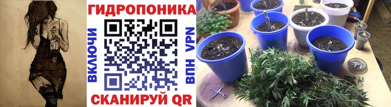 Шишки марихуана марихуана  Петрозаводск 